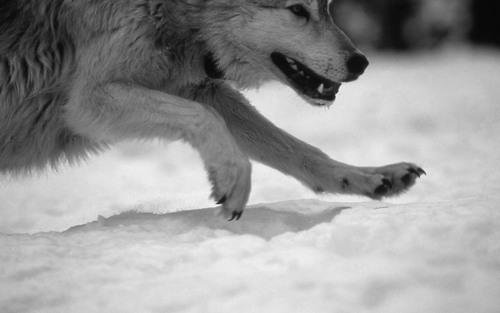 Abi and Scarlet Animal-black-and-white-snow-wolf-Favim.com-441227