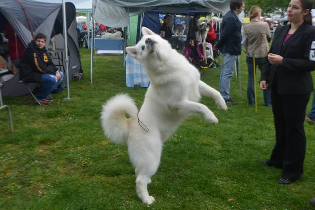 Aljaški Malamut (Alaskan Malamute) - FCI 5 10247473_847340158613352_6078153411538868182_n