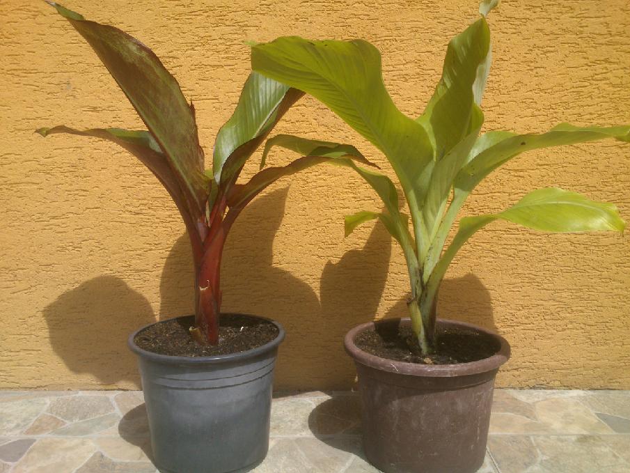 Ensete ventricosum (vč. maurellii) - Stránka 11 ORC6_XAXu18_Vsy_PAl9ybpg_t_WAJ55_L1_Qn3_E6_Xbv_YZP_5_HVcyv