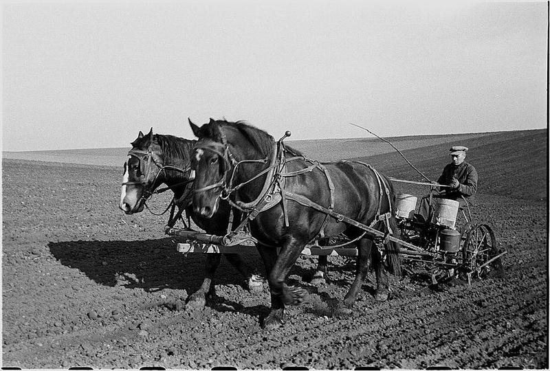 Tractores en fotos de época.  - Página 7 2_CABALLOS