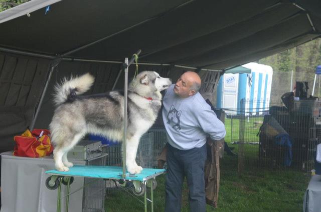 Aljaški Malamut (Alaskan Malamute) - FCI 5 310909_634852629862107_69112721_n