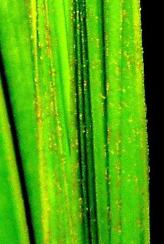 Cocos nucifera Image