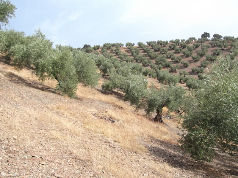 Olivar de secano de Sierra Morena - Página 2 2vngex0