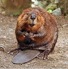 Primus  My name is Mud This_is_a_beaver_Wynona_has_a_big_one