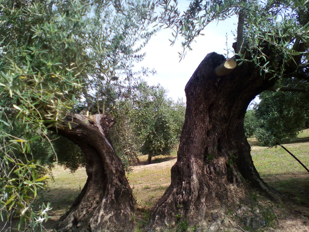 Arrojes en cortes de olivos talados este año (Córdoba) IMG_20170415_130506