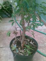 ¿Es un Ficus Benjamina Natasha? Thump_323993920092009002