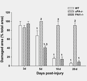 How fish oil can help bodybuilders gain muscle mass 3321776pai1