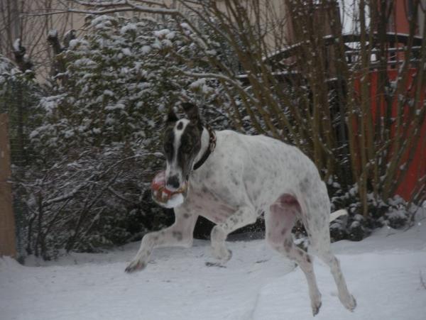 Galgo MATTEO aus Andalusien sucht ... -Galgo Lovers- - Seite 5 3583142