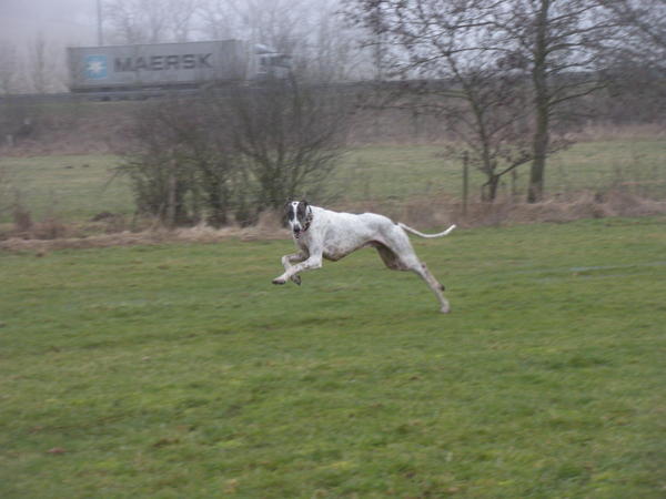 Galgo MATTEO aus Andalusien sucht ... -Galgo Lovers- - Seite 6 3622229