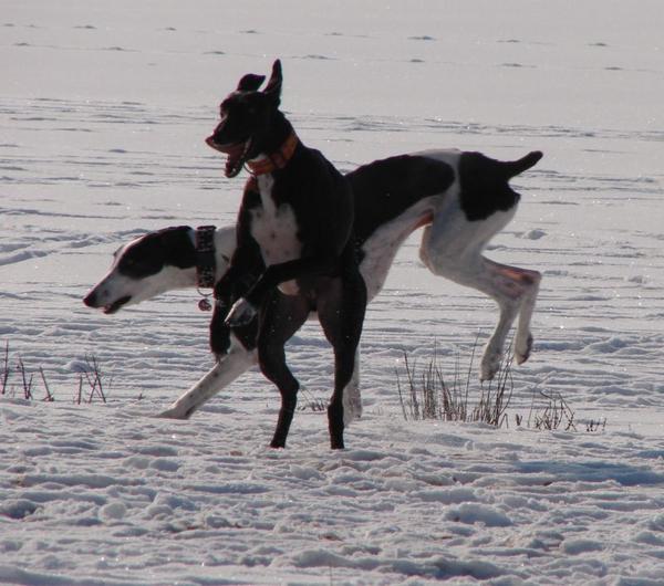 Galgo Mauro aus Andalusien sucht ... -Galgo-Lovers- 3821689