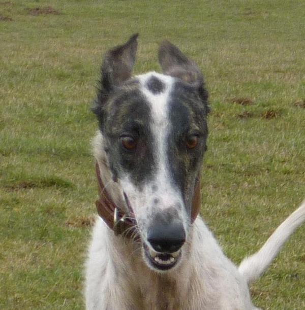 Galgo MATTEO aus Andalusien sucht ... -Galgo Lovers- - Seite 9 3853114