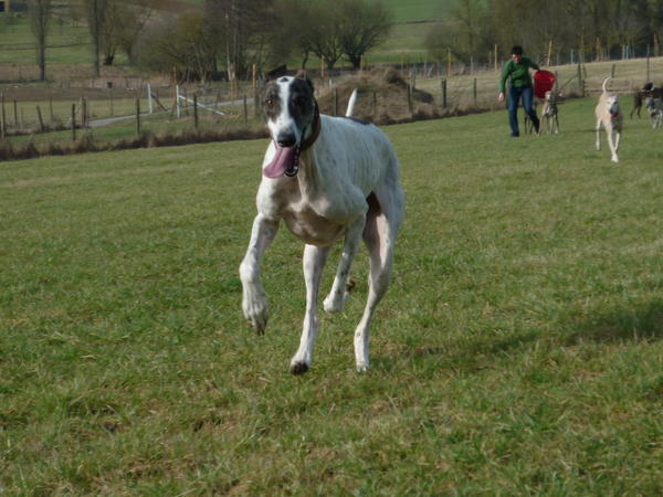 Galgo MATTEO aus Andalusien sucht ... -Galgo Lovers- - Seite 9 3868040