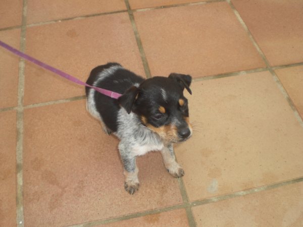 Mischlingswelpe LILY aus Andalusien sucht ... 3883495