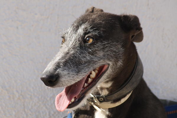 Galga CHEYENNE aus Murcia sucht ... 4680719