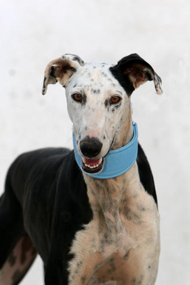 Galgo REY aus Murcia sucht ... reserviert! 4740382