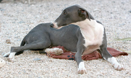 Galga AMORA aus Murcia sucht ... 4740424