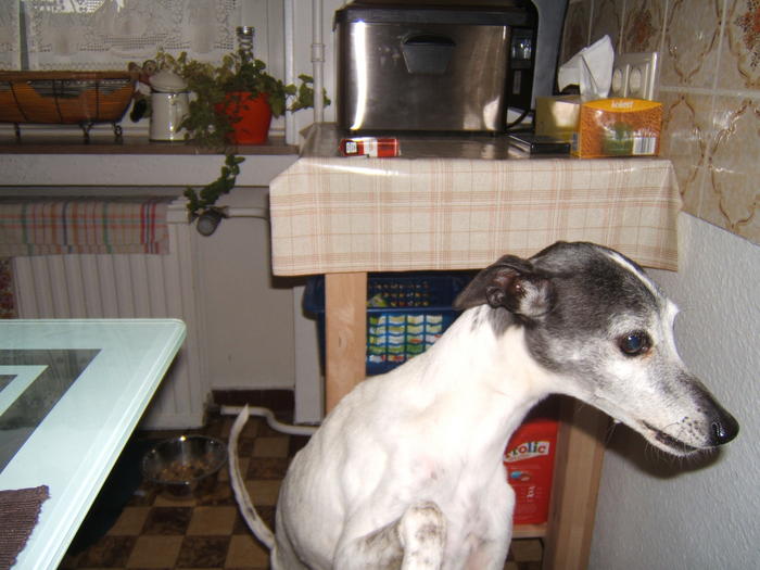 Whippet PIPPO aus Luxemburg sucht ... 4825152