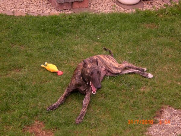 Galgo NEO aus San Anton sucht ... - Seite 2 4925979