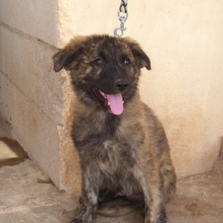 Schäfermischling PHOENIX aus Murcia sucht ... 4965173