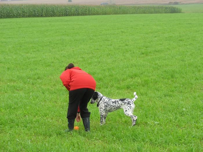 Doris - Pointer Mix - vermittelt 5041153