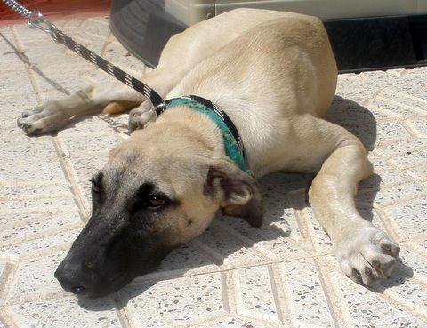 Galgo-Mischling PABLO aus Murcia sucht ... 5088934