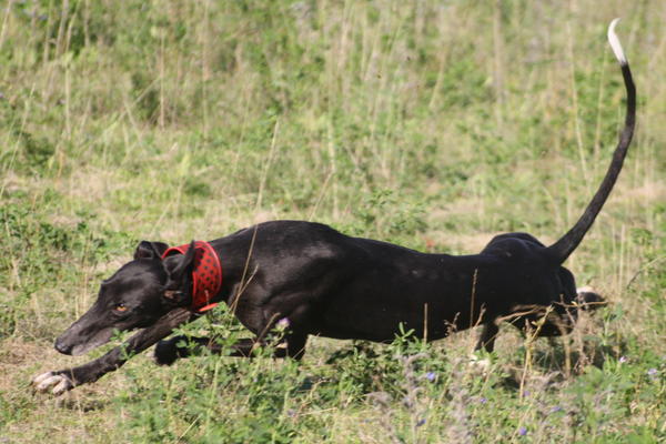 Galgo Hipi (jetzt LOUIS) aus San Anton sucht ... - Seite 3 5134550