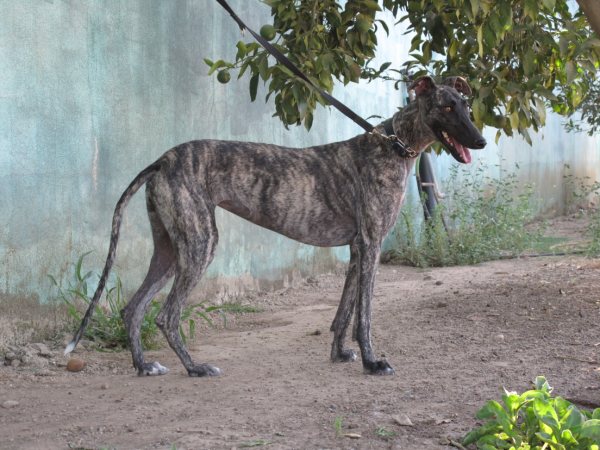 Galga Astra aus San Anton sucht ... 5161383