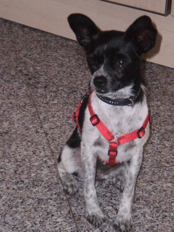 Chihuahua-Mix MICKA aus Murcia sucht ... 5292809