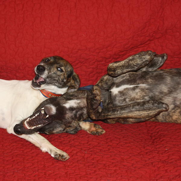 Ratonera-Mix Estee (jetzt KIKA) aus San Anton ... Galgo-Lovers.org - Seite 3 5545544