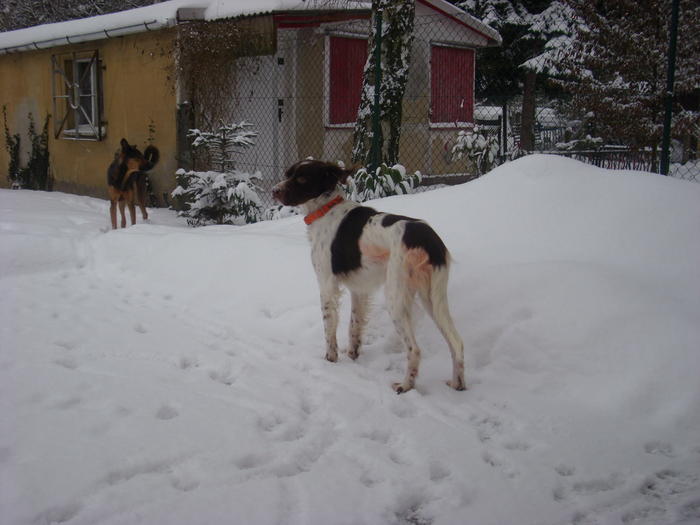 Bolle, der superfreundliche Spaniel, den nichts aus der Fassung bringt - vermittelt 5962416