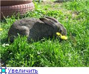 Кролики - разведение и содержание кроликов - Страница 2 Ee75e51f28f8t