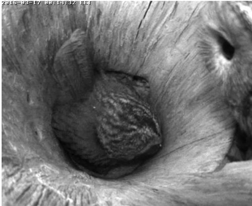 Estonian Tawny Owl Webcam 2015/2016 - Page 14 C8c6afaf875c