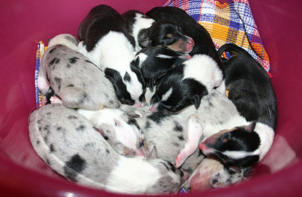 Smooth collie puppies E81d6226210f