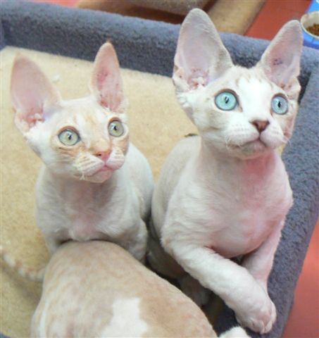 devon rex mačka 3924948bf532