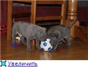 Blue&isabella litters from Russia (ThaimLine Kennel) Bc152dcafb0bt