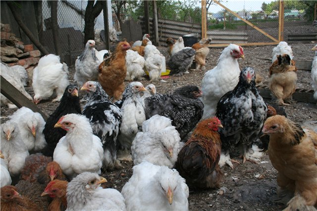 Продаю цыплят и взрослую птицу Брамы, Орпингтона, Кохинхина. Украина 1b437b080d08
