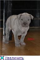 Blue&isabella litters from Russia (ThaimLine Kennel) 24c9ea8df543t