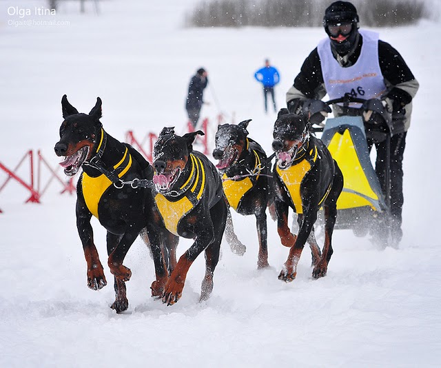 Course chiens de Traîneaux - Page 2 402e2e3dd0ca