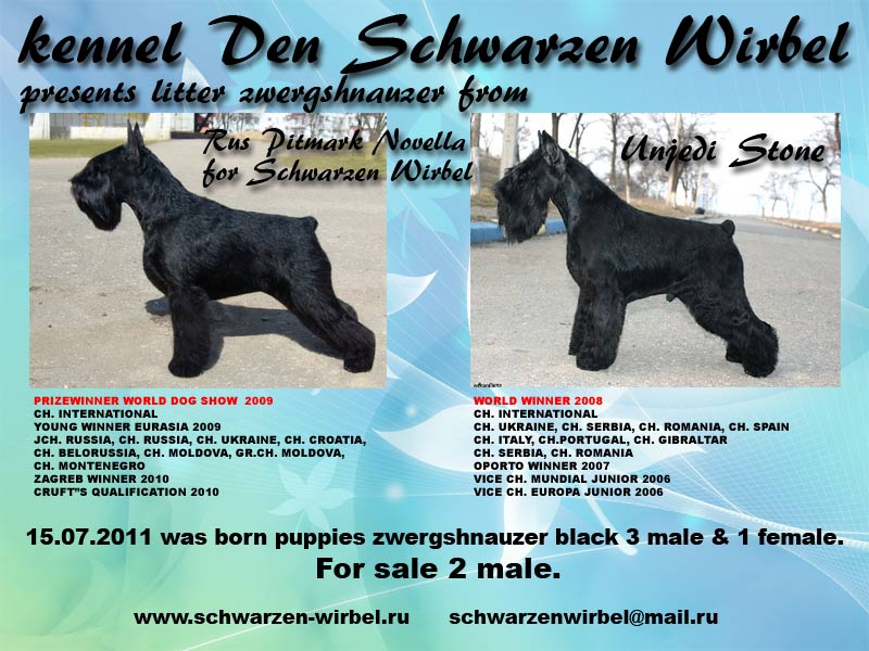 Den Schwarzen Wirbel kennel - zwergschnauzer black K-litter. 472e5600bca1