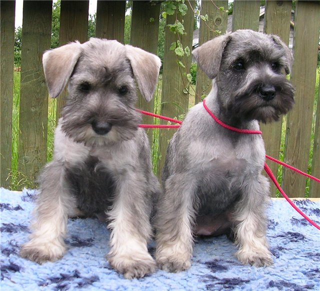 Kennel Dinamunde miniatures p&s puppies B9cb140c8d50