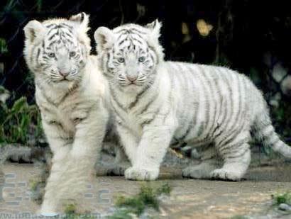 النمر الأبيض   White_tigers Eca8dbe6439b