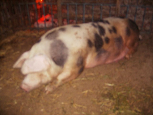 Хрюшки - свиньи (разведение, содержание и уход) 598296d3ce97