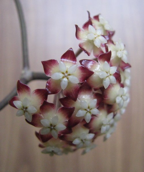  Hoya sp. DMC 5655B Thailand IML 1398 A5cdfc26ee8b