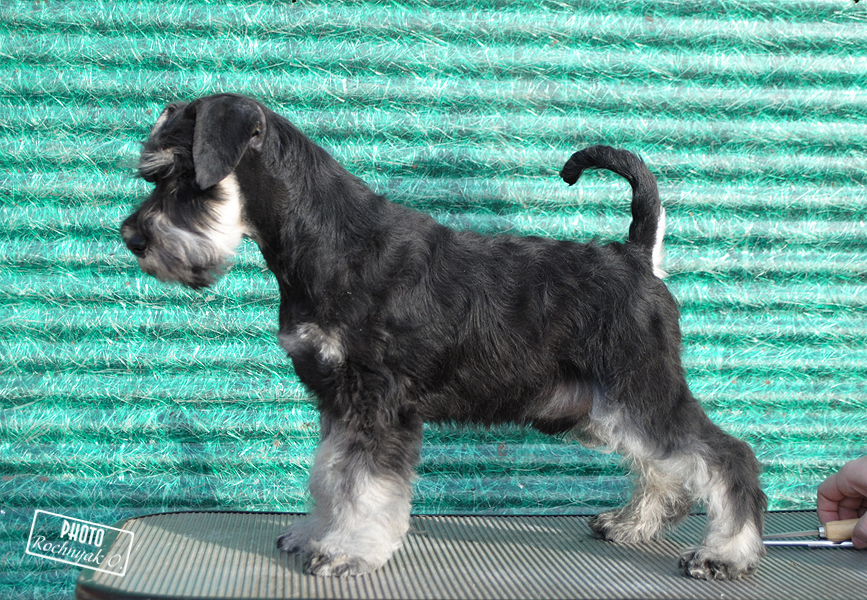 Kennel "MINIMAKS" - litter: Ch. Chelines Russian Roullette x Ch. Fler Park Flashdance - Page 2 C877b60eca1d