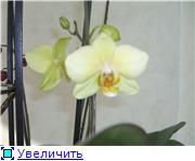 Наши орхидеи 51311c5a5ebft