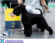 Black miniature schnauzer puppies from kennel ELKOST (Russia) 511916ce3f88t