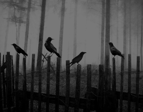  Renovación del Diseño del Foro Black-and-white-creepy-crow-darkness-Favim.com-2414795