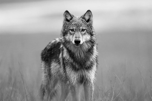 The hunger of wolf black (Harry Styles) - Página 2 Animal-black-and-white-nature-wolf-Favim.com-621902