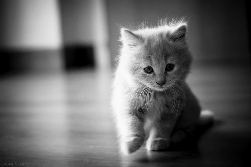 I still believe in fairytales (KITTENSEARCH) Black-and-white-cat-photography-Favim.com-656737