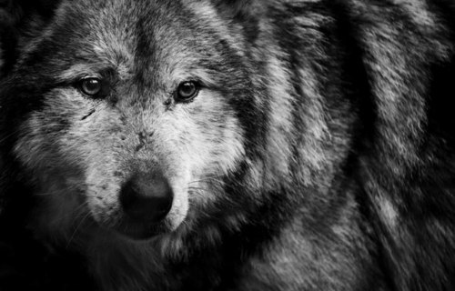 ~Iro~ The Deadly Blood Shed Black-and-white-wolf-Favim.com-620737